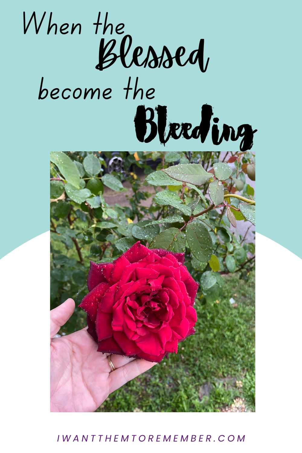 hand holding red rose on bush, words "when the blessed become the bleeding"